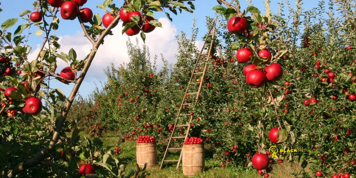 Google Ads Management For Organic Farming: A Practical Guide