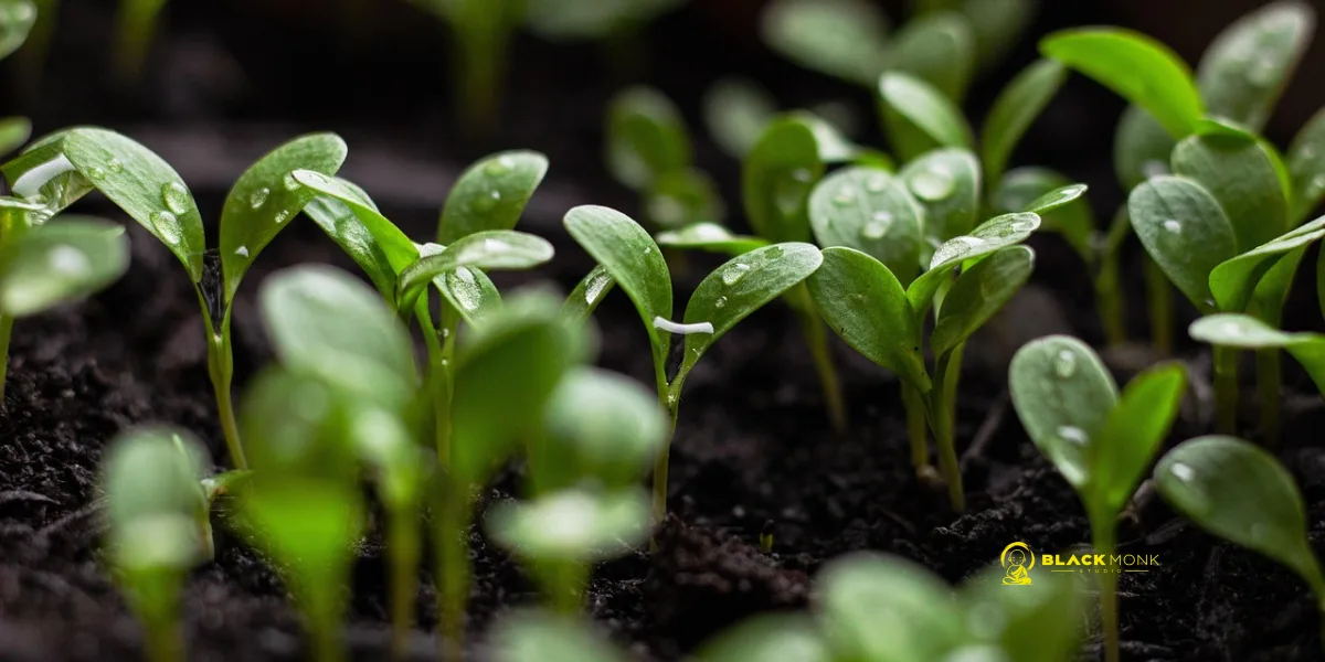 Google Ads Management For Sustainability Consulting: A Practical Guide